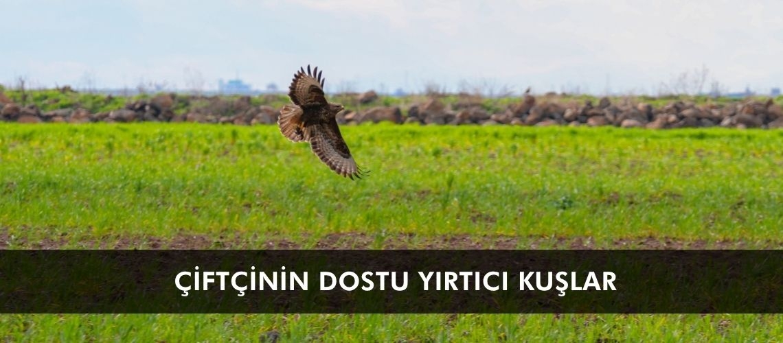 Çiftçinin dostu yırtıcı kuşlar