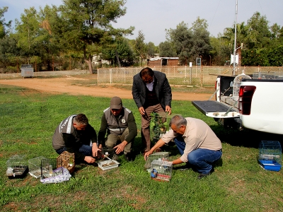 Kaçak avlanan kuşlar doğaya salındı