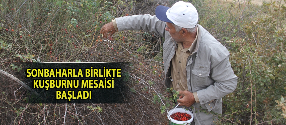 Sonbaharla birlikte kuşburnu mesaisi başladı