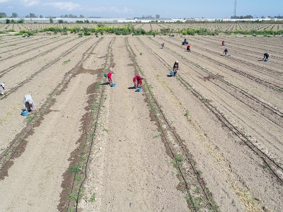 Yöneticiliği bıraktı ‘kuşkonmaz’ üreticisi oldu