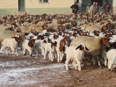 Türkiye'nin dev işletmesinde 60 bin kuzu dünyaya geldi