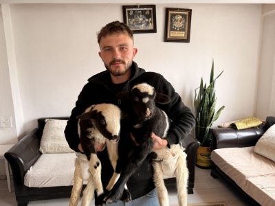 Kuzularına evde bebek gibi bakıyor