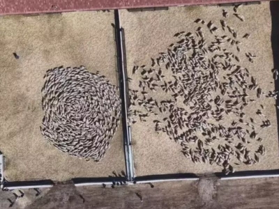 Amasya’da kuzularla annelerinin buluşması