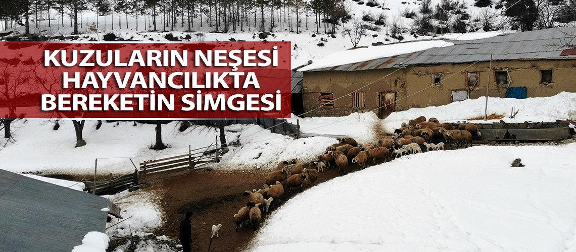 Kuzuların neşesi hayvancılıkta bereketin simgesi