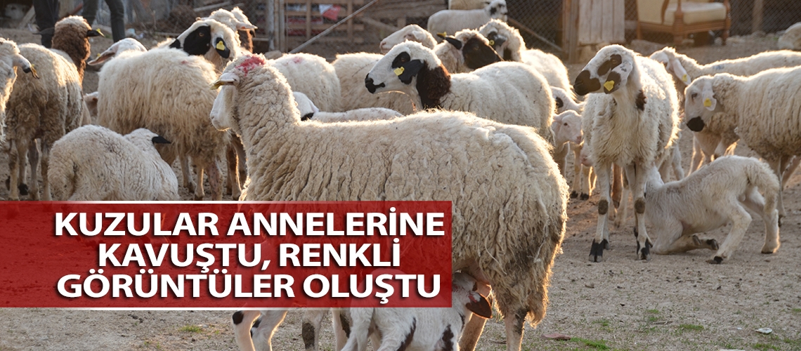 Kuzular annelerine kavuştu, renkli görüntüler oluştu
