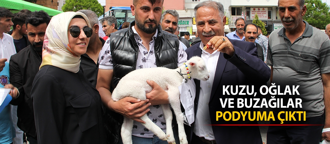Kuzu, oğlak ve buzağılar podyuma çıktı