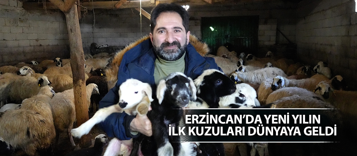 Erzincan’da yeni yılın ilk kuzuları dünyaya geldi
