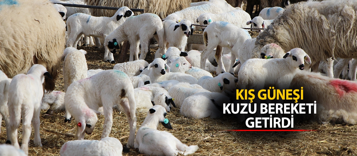 Kış güneşi kuzu bereketi getirdi