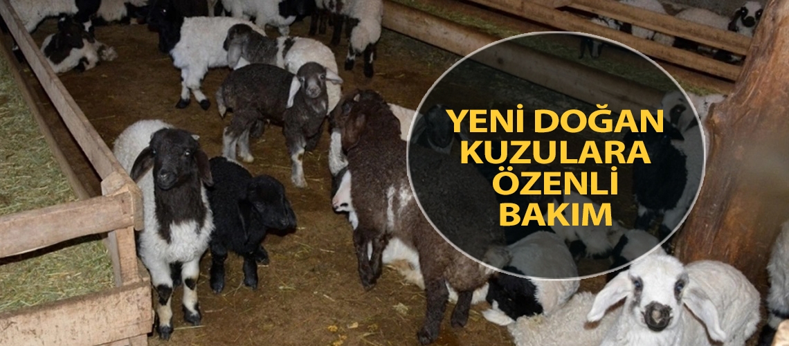 Yeni doğan kuzulara özenli bakım