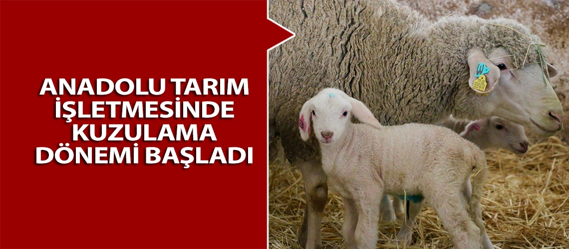 Anadolu Tarım İşletmesinde kuzulama dönemi başladı