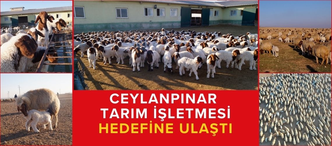 Ceylanpınar Tarım İşletmesi hedefine ulaştı