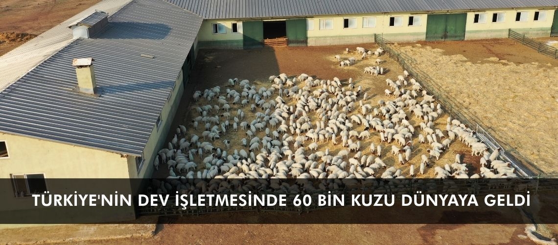 Türkiye'nin dev işletmesinde 60 bin kuzu dünyaya geldi