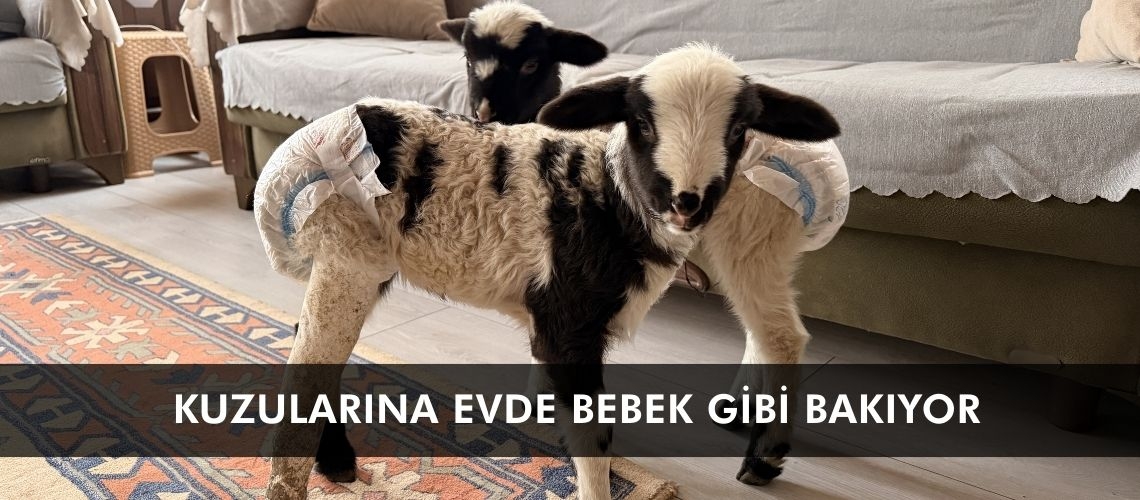 Kuzularına evde bebek gibi bakıyor