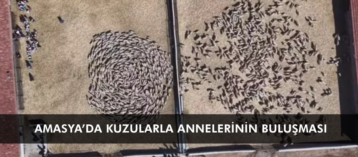 Amasya’da kuzularla annelerinin buluşması