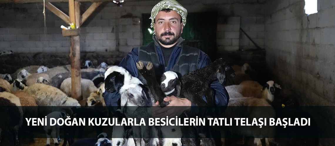 Yeni doğan kuzularla besicilerin tatlı telaşı başladı