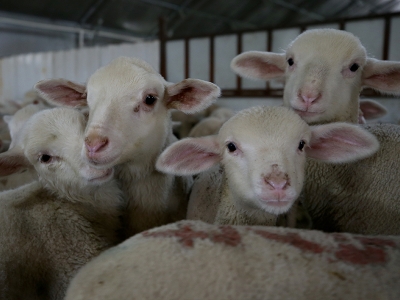 Balıkesir’in tescilli kuzu eti markalaşıyor