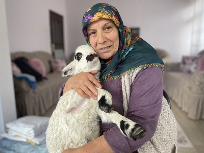 Bir haftalık Pamuk kuzuya evde bakım