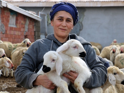 Kuzuların anneleriyle duygusal buluşması
