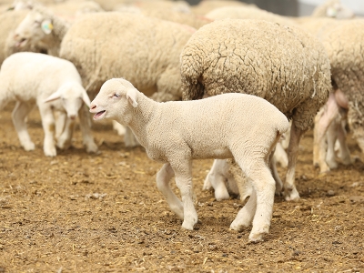 Anadolu Tarım İşletmesinde 1850 kuzu doğdu