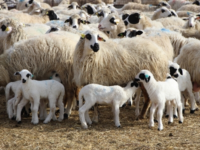 Kış güneşi kuzu bereketi getirdi