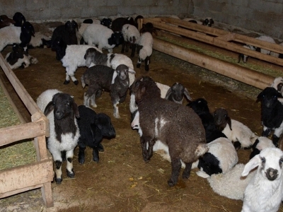 Yeni doğan kuzulara özenli bakım