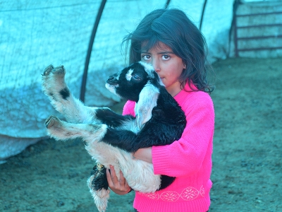 Şırnak'ta yüzlerce koyun ikiz doğurdu