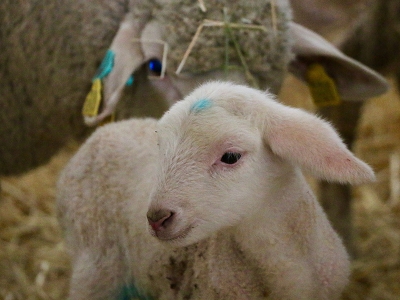 Anadolu Tarım İşletmesinde kuzulama dönemi başladı