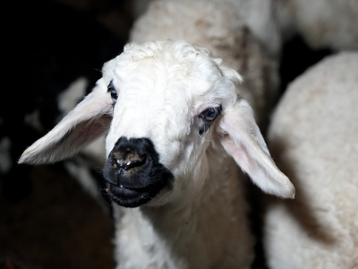 Yeni doğan kuzularla besicilerin tatlı telaşı başladı