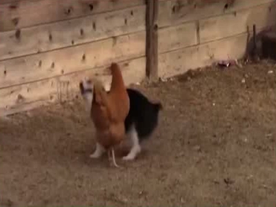 Oynayan sevimli köpek ve tavuk