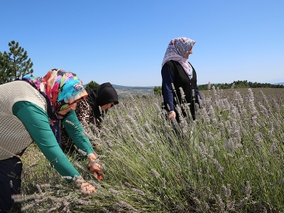 Keles Dağları lavanta kokuyor