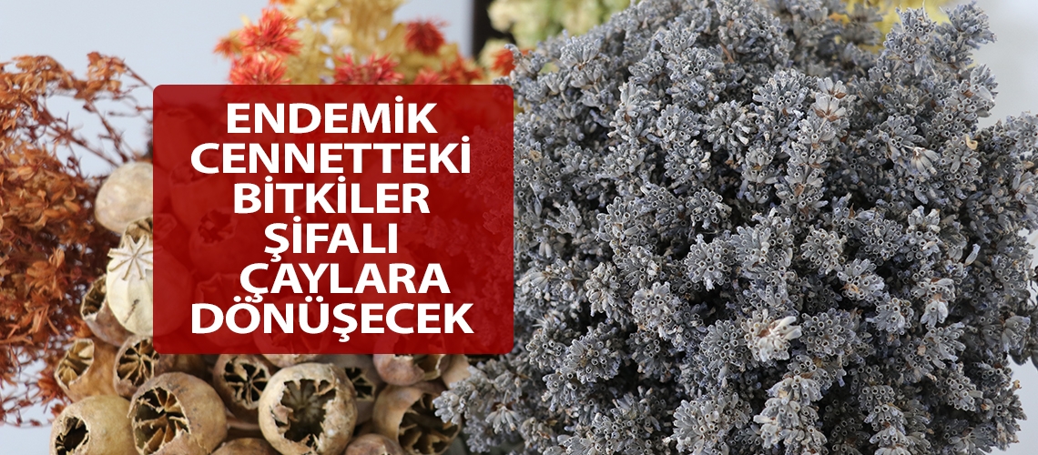 Endemik cennetteki bitkiler şifalı çaylara dönüşecek