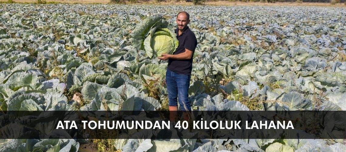 Ata tohumundan 40 kiloluk lahana