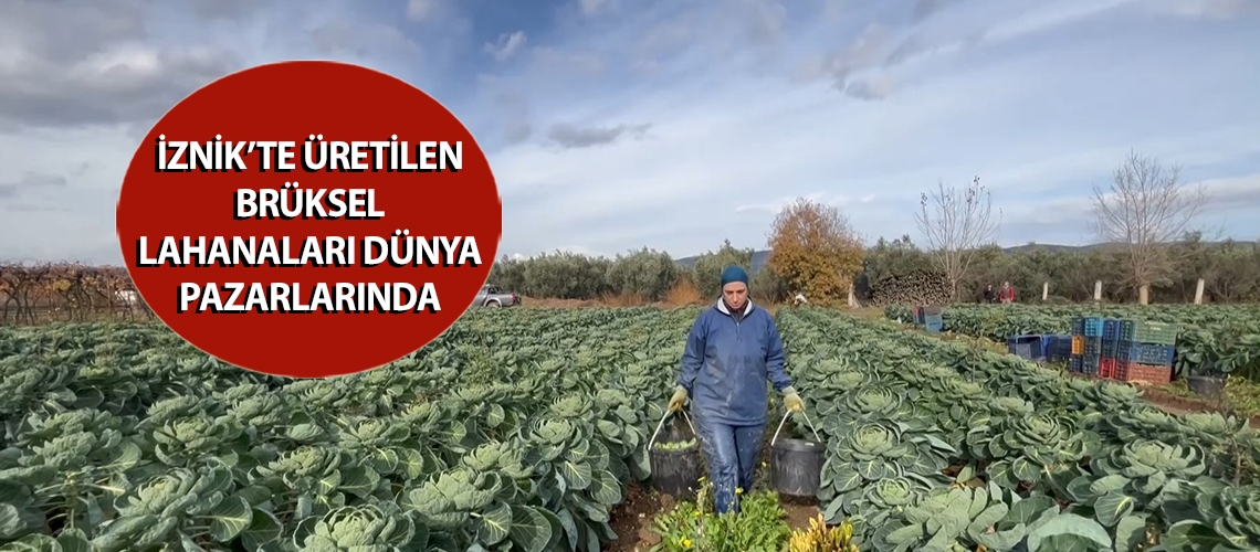 İznik’te üretilen Brüksel lahanaları dünya pazarlarında