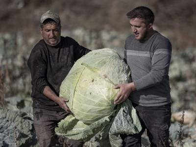 57 kiloluk lahanalar görenleri şaşırttı
