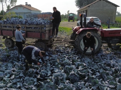 Lahana bereketi görsel şölen oluşturdu