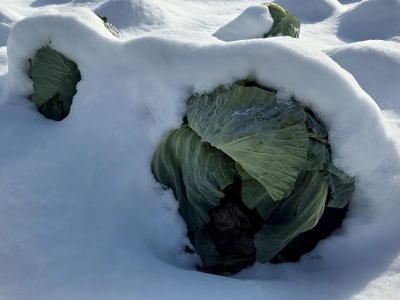 Kar altında hasat mesaisi