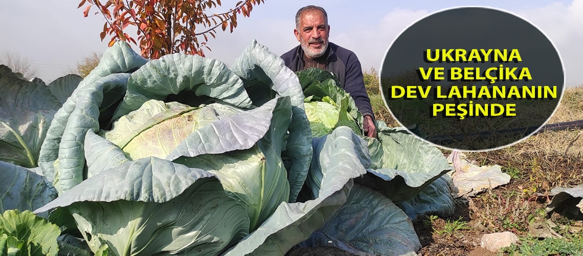 Ukrayna ve Belçika dev lahananın peşinde