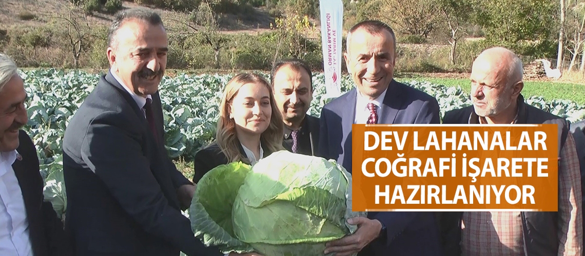 Dev lahanalar coğrafi işarete hazırlanıyor
