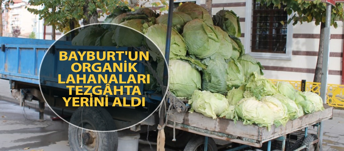 Bayburt'un organik lahanaları tezgâhta yerini aldı