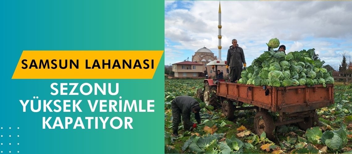 Samsun lahanası sezonu yüksek verimle kapatıyor