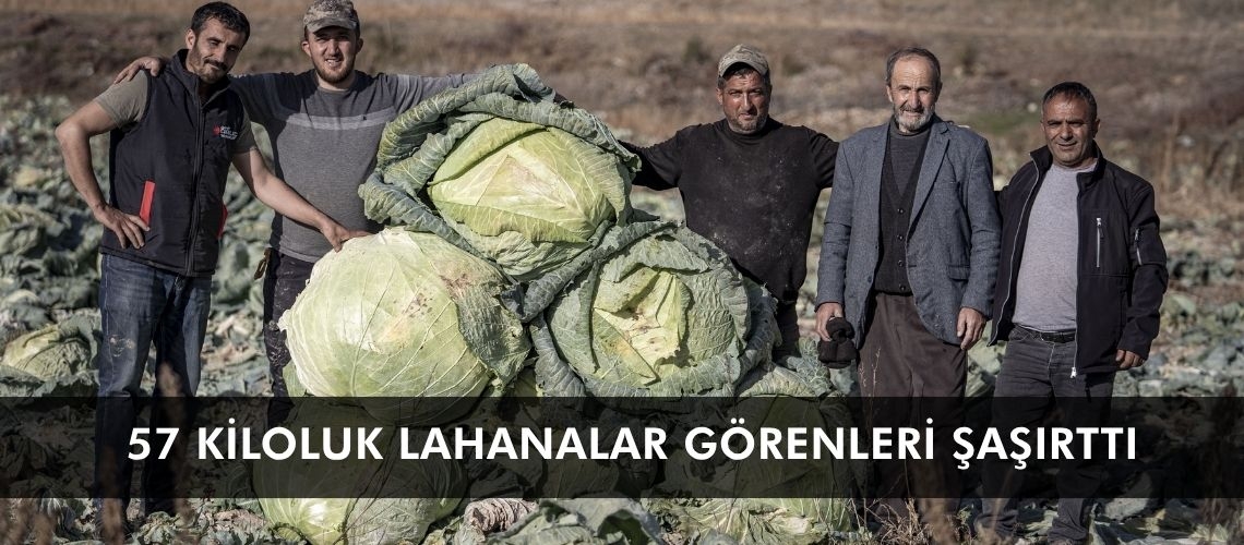 57 kiloluk lahanalar görenleri şaşırttı