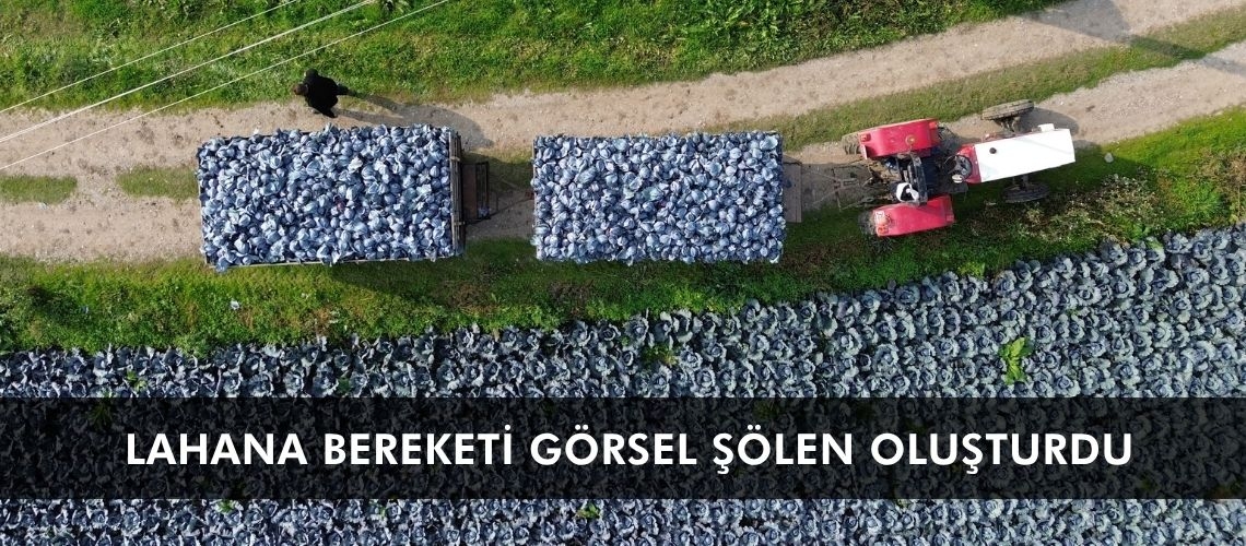 Lahana bereketi görsel şölen oluşturdu