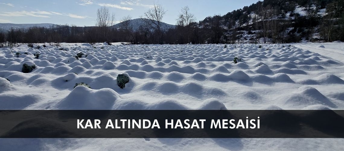 Kar altında hasat mesaisi