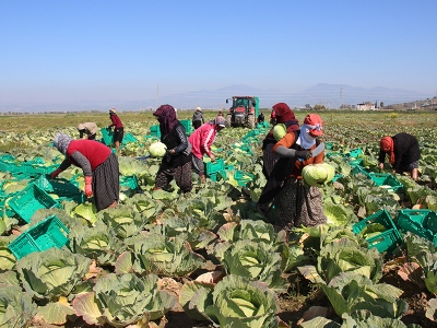 Şifa deposu Aydın lahanası