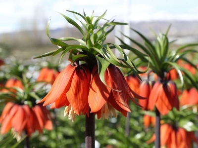 Ters lale görücüye çıkmaya hazırlanıyor