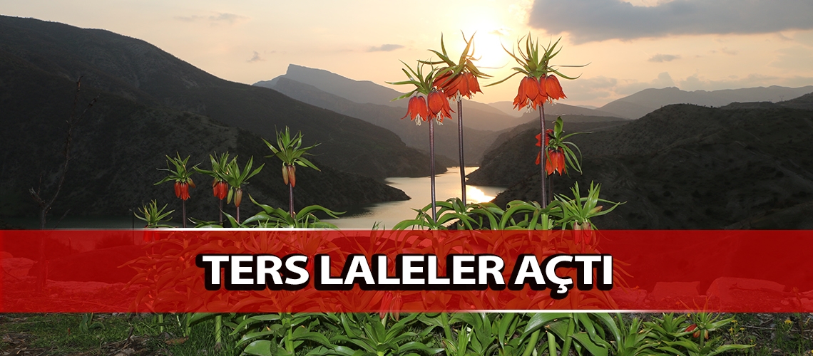 Ters laleler açtı