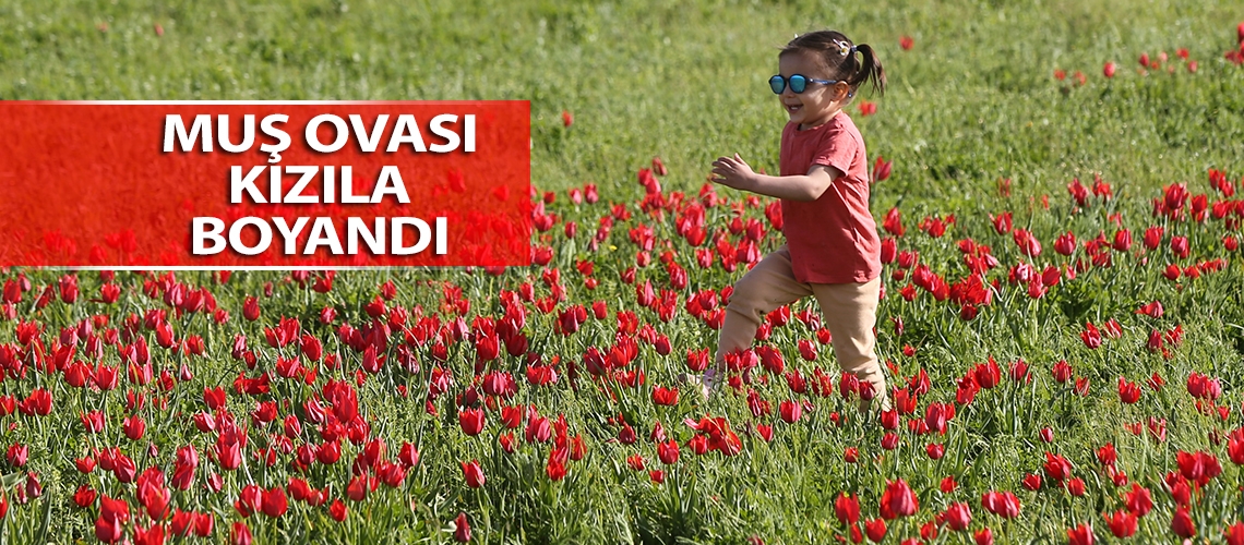 Muş Ovası kızıla boyandı