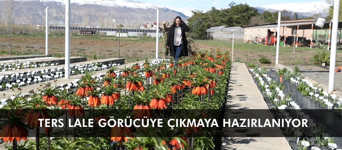 Ters lale görücüye çıkmaya hazırlanıyor