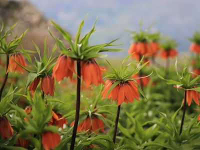 Diyarbakır'ın ters laleleri görenleri hayran bırakıyor