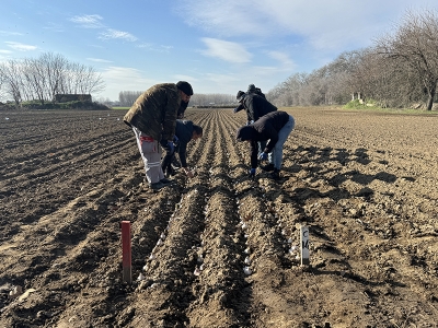 Acı bibere alternatif lale soğanları bahçeleri süslüyor